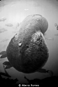 The strange tail of a Manatee in Crystal River, Florida by Alberto Romeo 